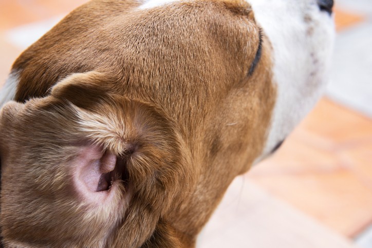 can ticks make a dog aggressive