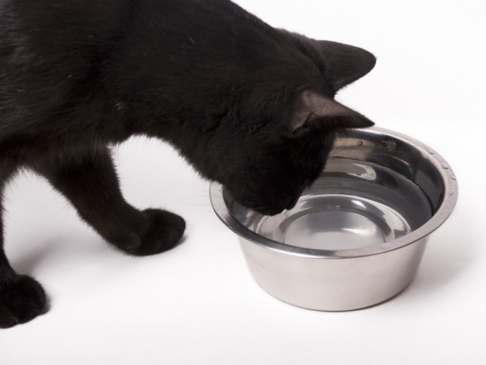 Why Does My Cat Drink So Much Water In Boston MA Boston Veterinary 