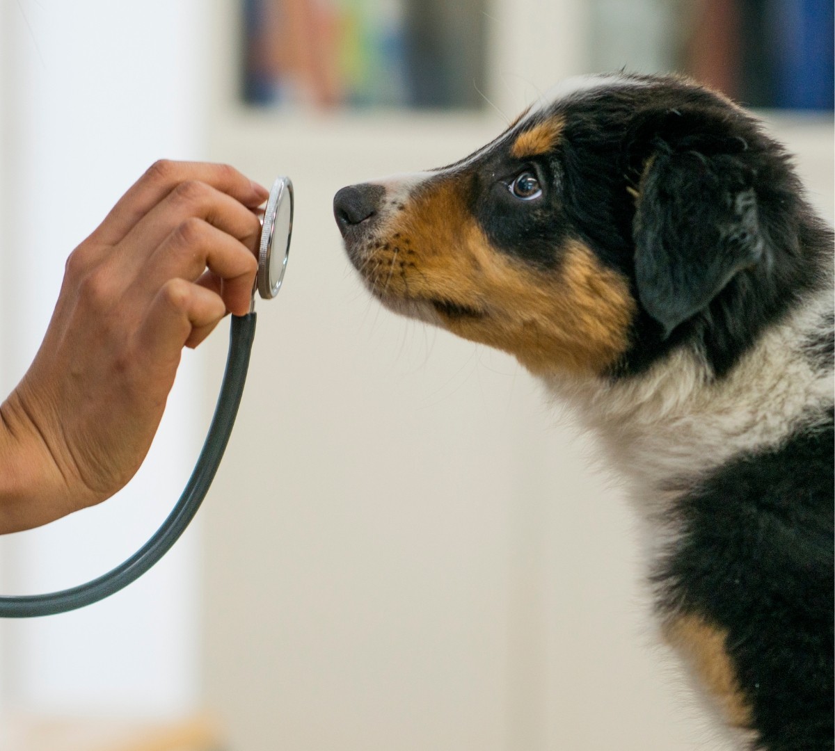 Dog Sniffing Stethoscope - Boston Pet Veterinarian