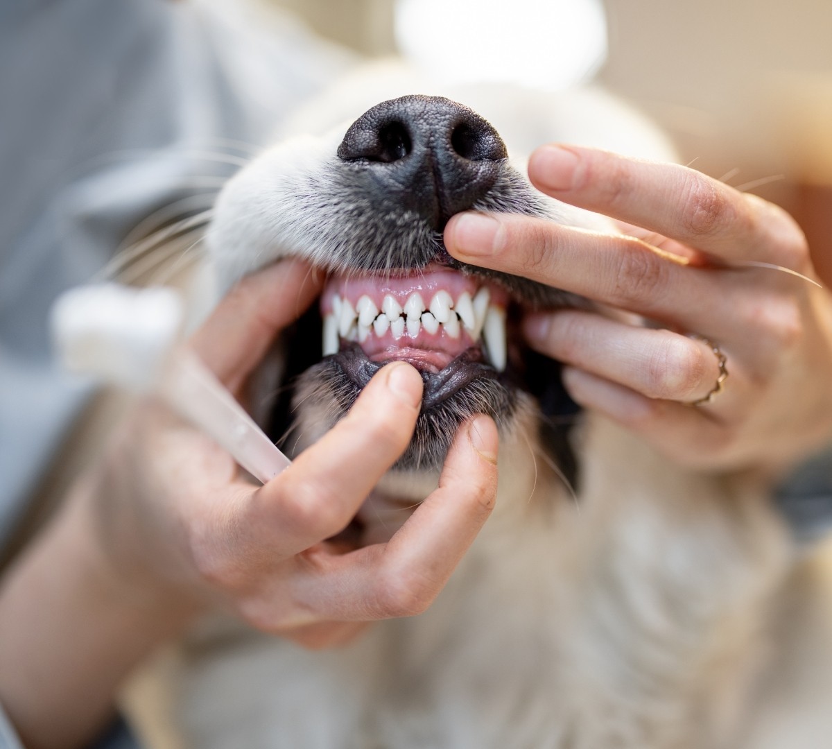 Dog Getting Teeth Examined - Pet Dentistry Boston Ma