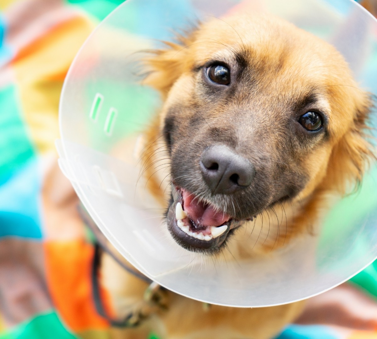 Dog with cone smiling laparascopy