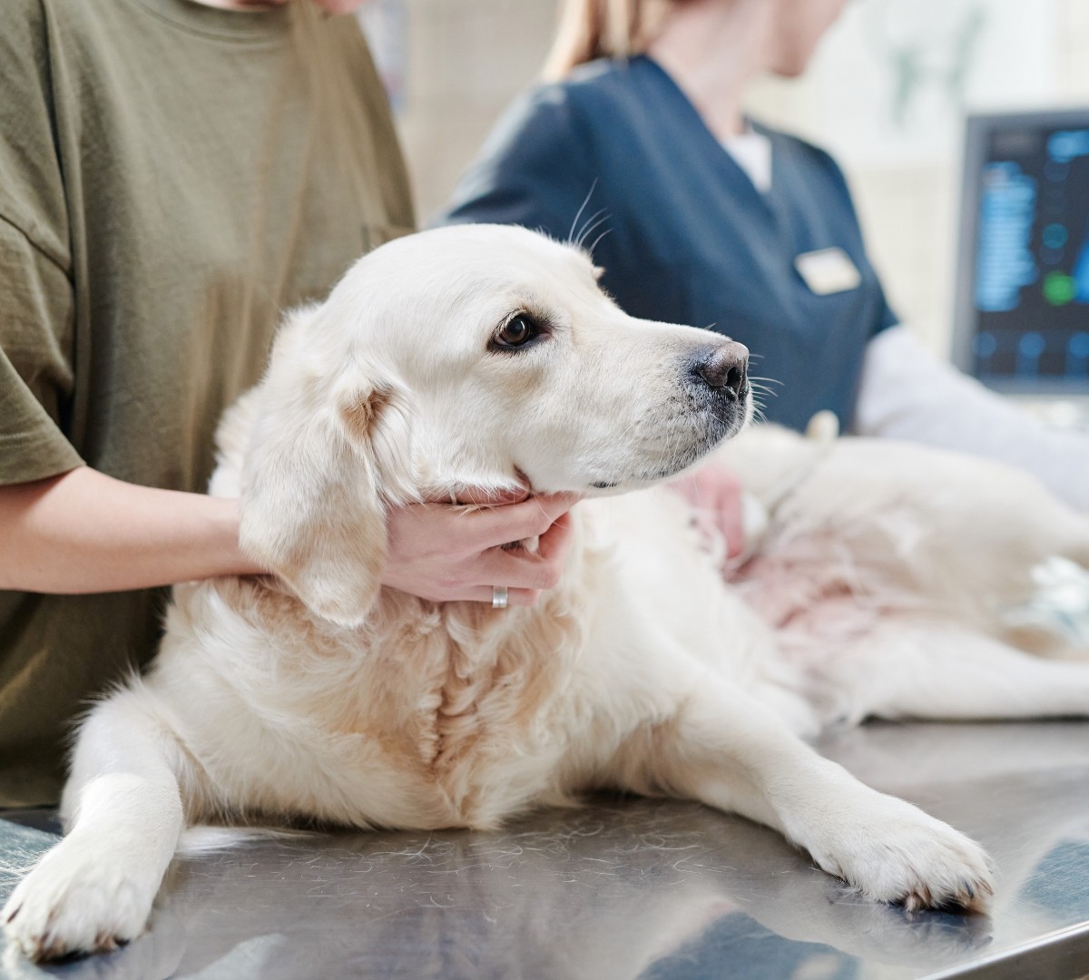 Dog being examined, neck being held. Chiropractic.