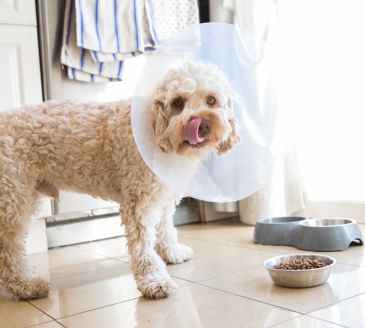 Dog Smiling With Cone - Gastropexy