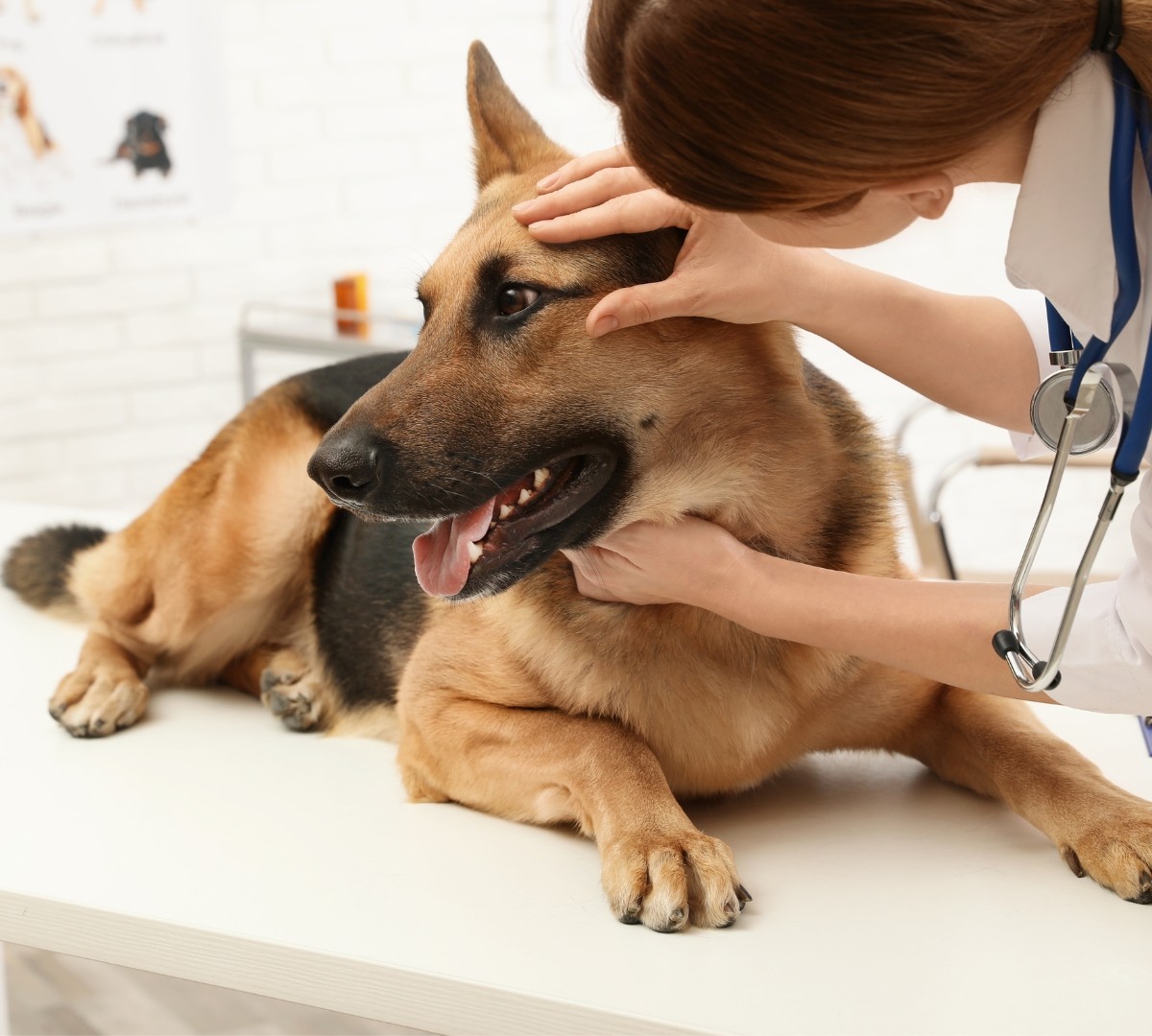 Dog Having Eye Examined - Opthamology