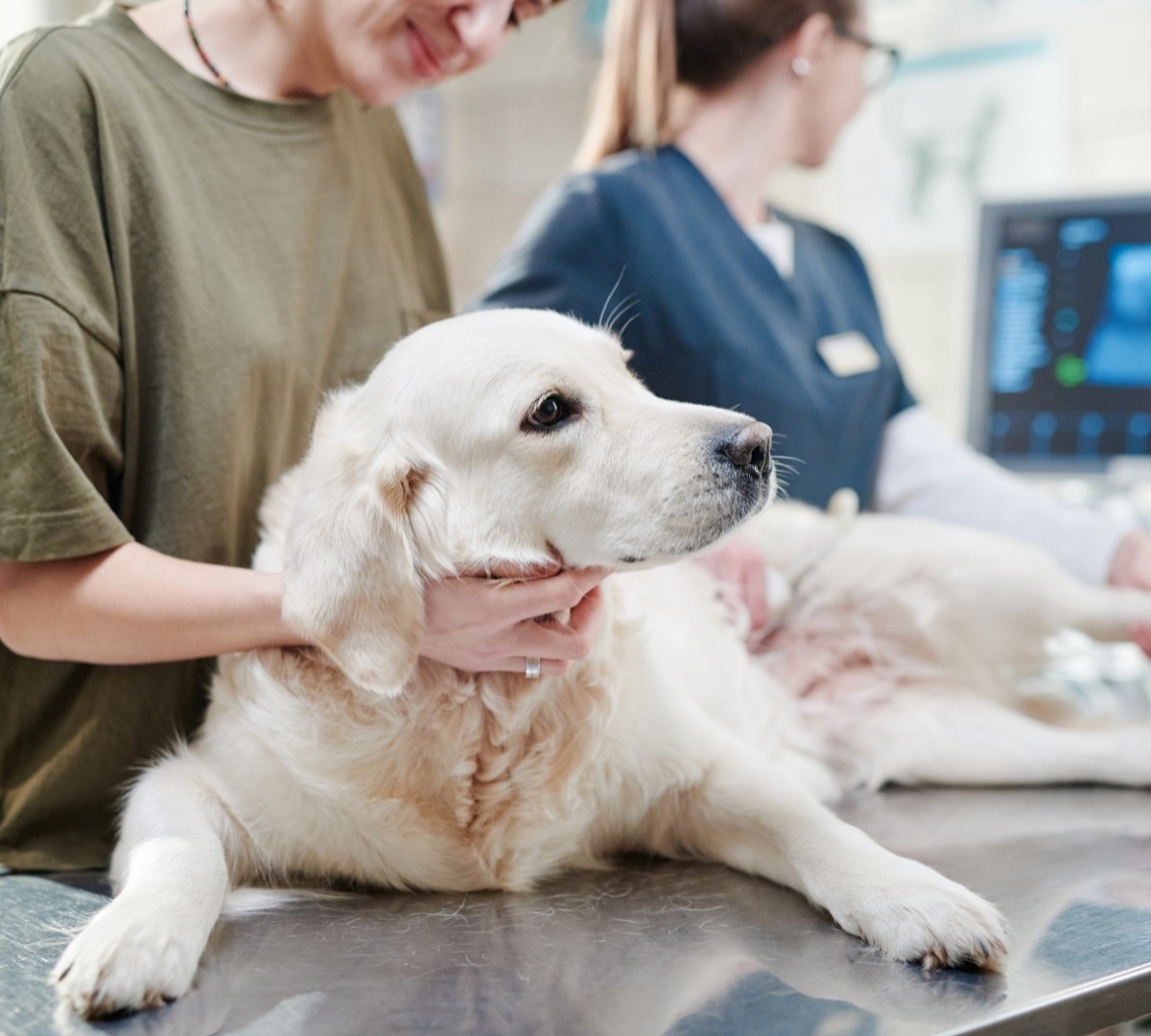 Picture of Dog in Urgent Care